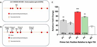 A Novel Egr-1-Agrin Pathway and Potential Implications for Regulation of Synaptic Physiology and Homeostasis at the Neuromuscular Junction